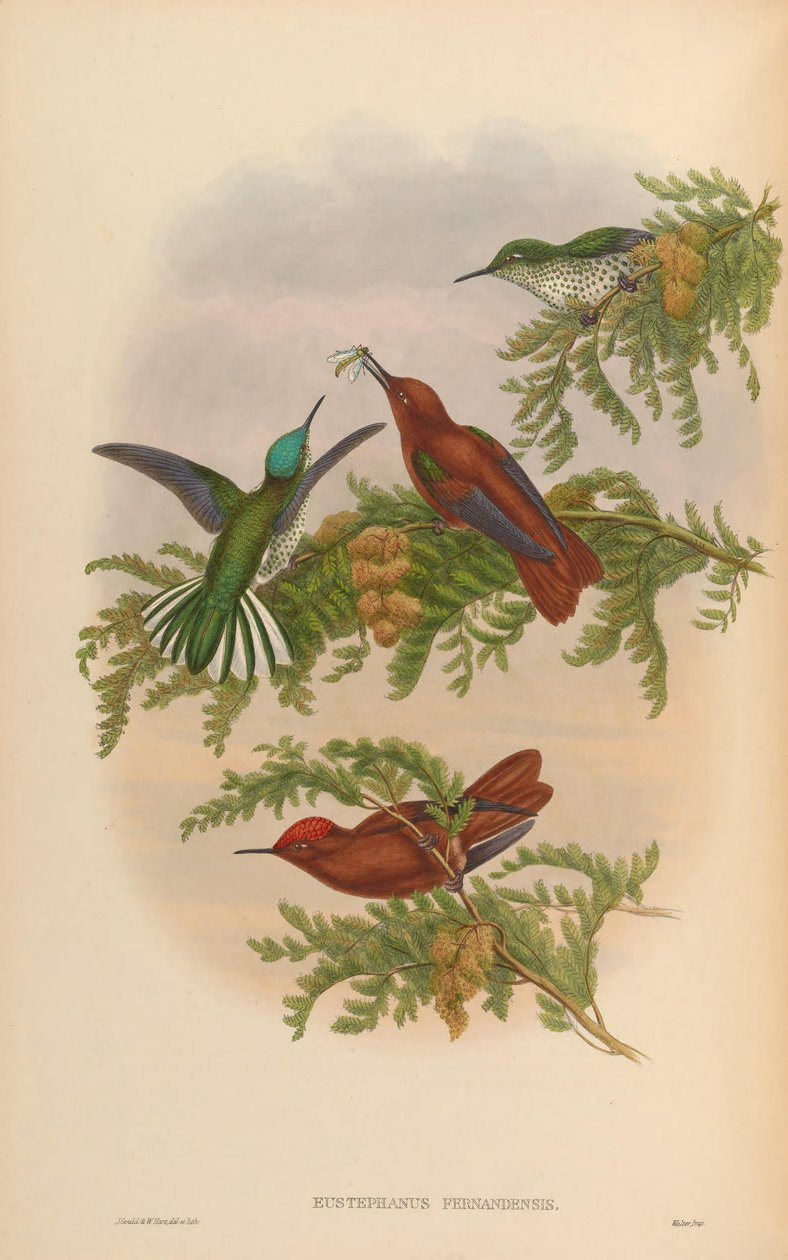Eustephanos fernandensis = Sephanoides fernandensis fernandensis de John Gould