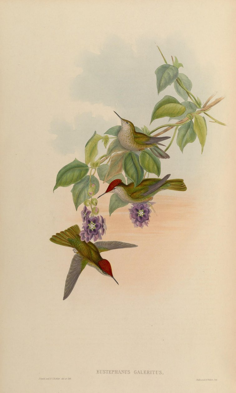 Eustephanus galeritus = Sephanoides sephaniodes de John Gould