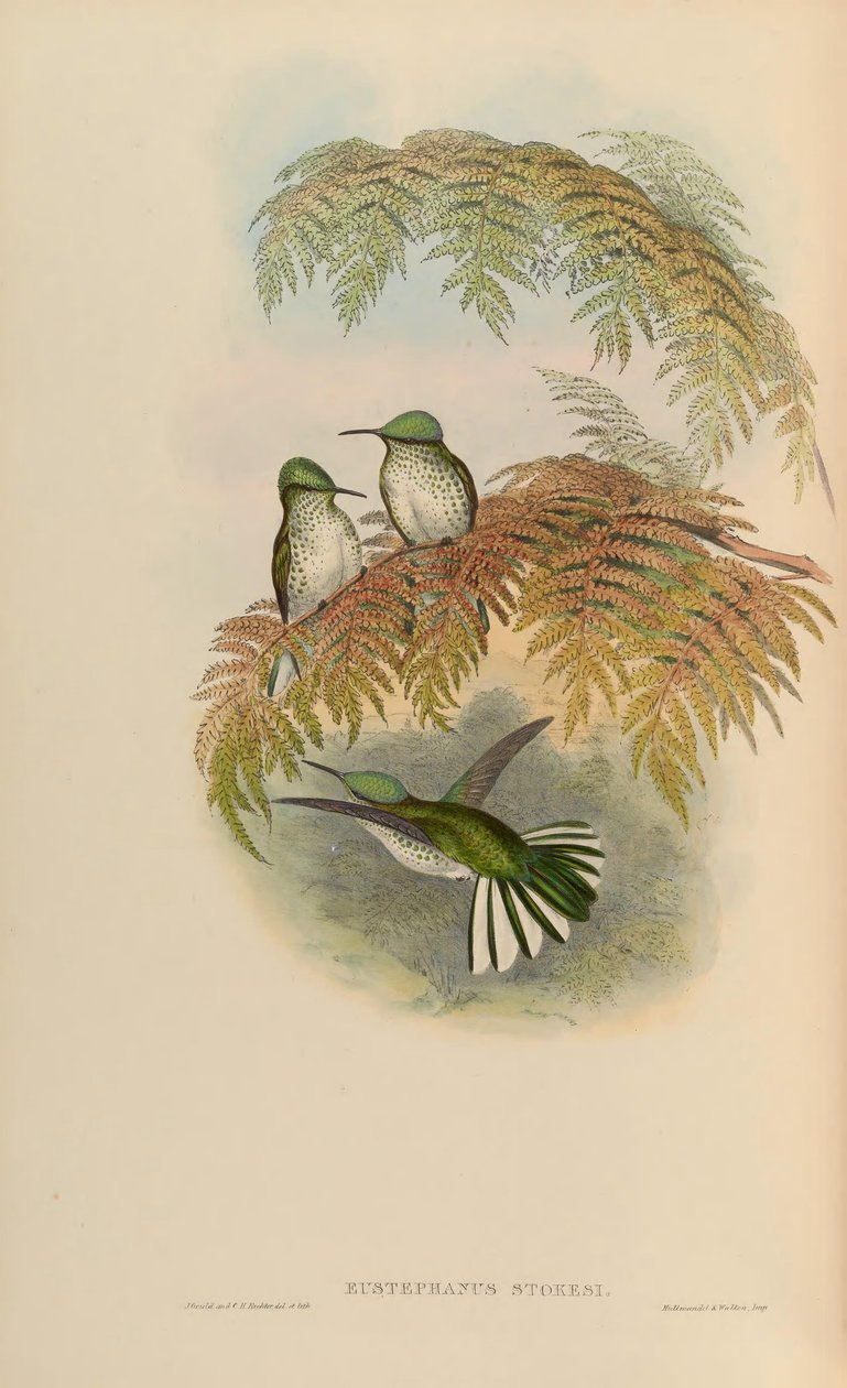 Eustefalo stokesi = Sephanoides sephaniodes de John Gould
