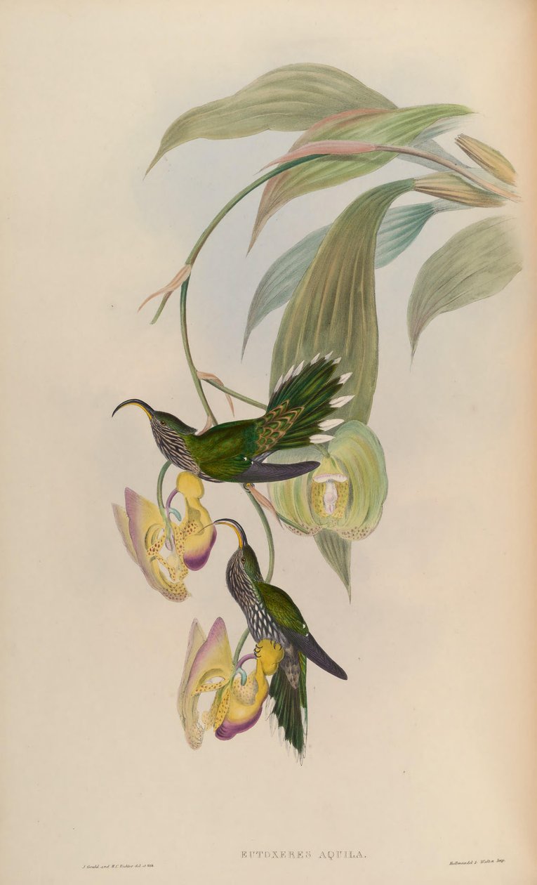 Águia de Eutoxeres de John Gould