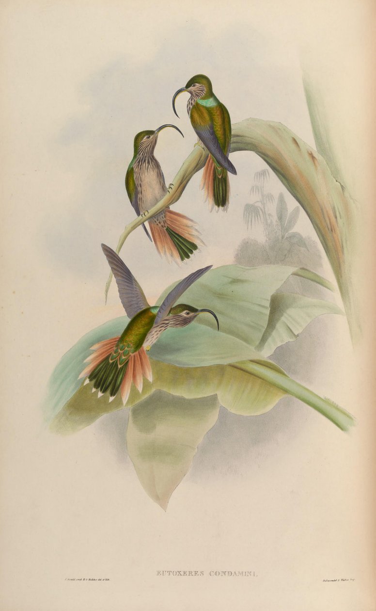 Eutoxeres condamini de John Gould