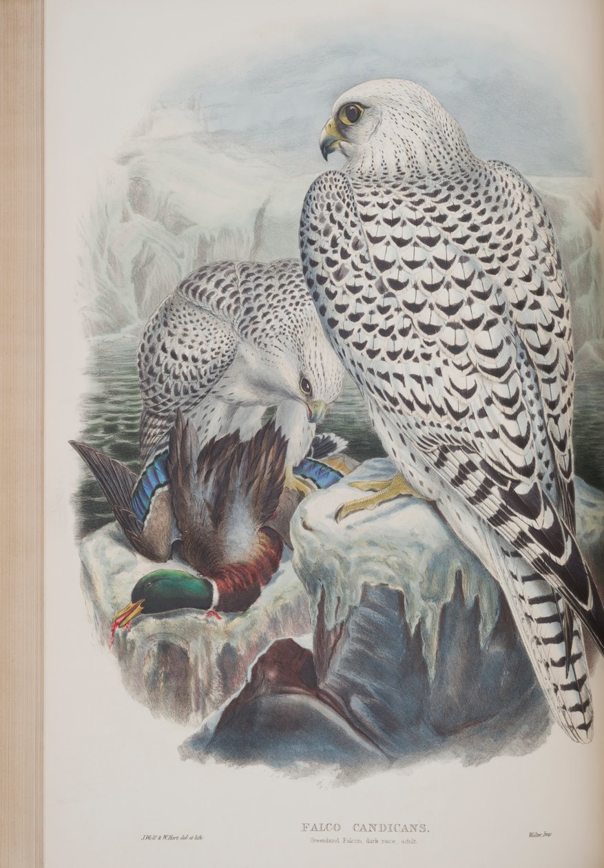 Falco Candicans, prato de The Birds of Great Britain, de John Gould, publicado em 1862-73 (litografia colorida à mão) de John Gould