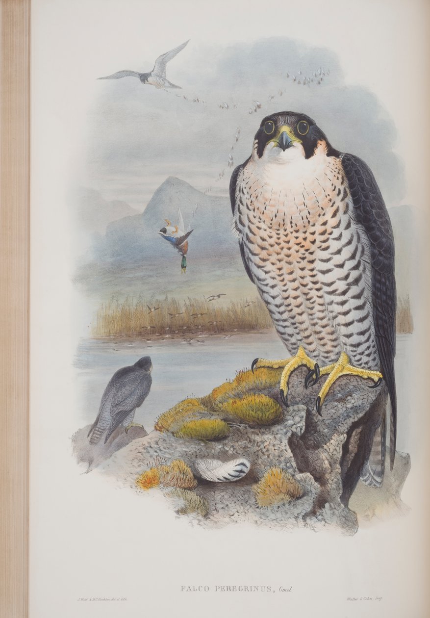 Falco Peregrinus, prato de The Birds of Great Britain, de John Gould, publicado em 1862-73 (litho colorido à mão) de John Gould