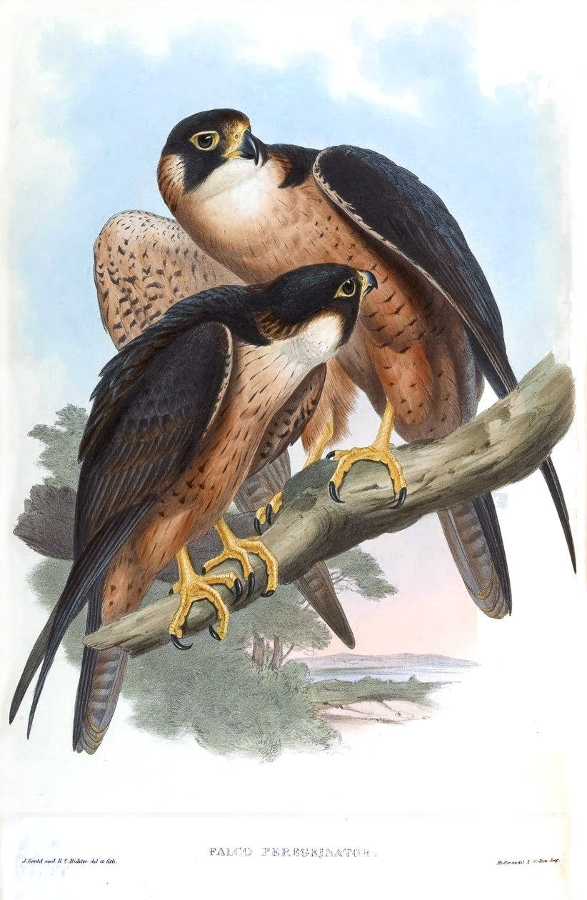 Falcon Falcon viajando viajar = de John Gould