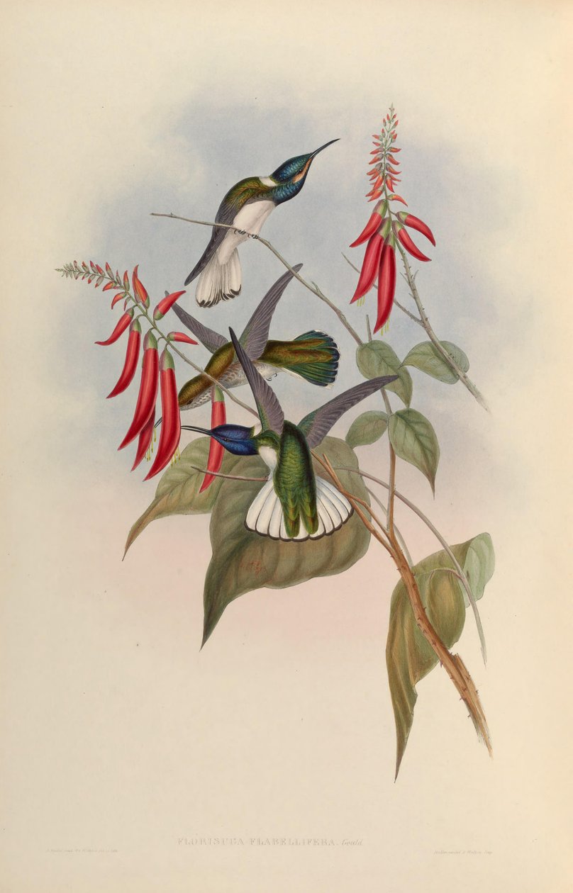 Florisuga flabellifera = Florisuga mellivora flabellifera de John Gould