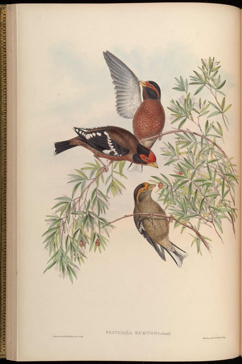 Fringilla Burton = Callacanthis Burton de John Gould