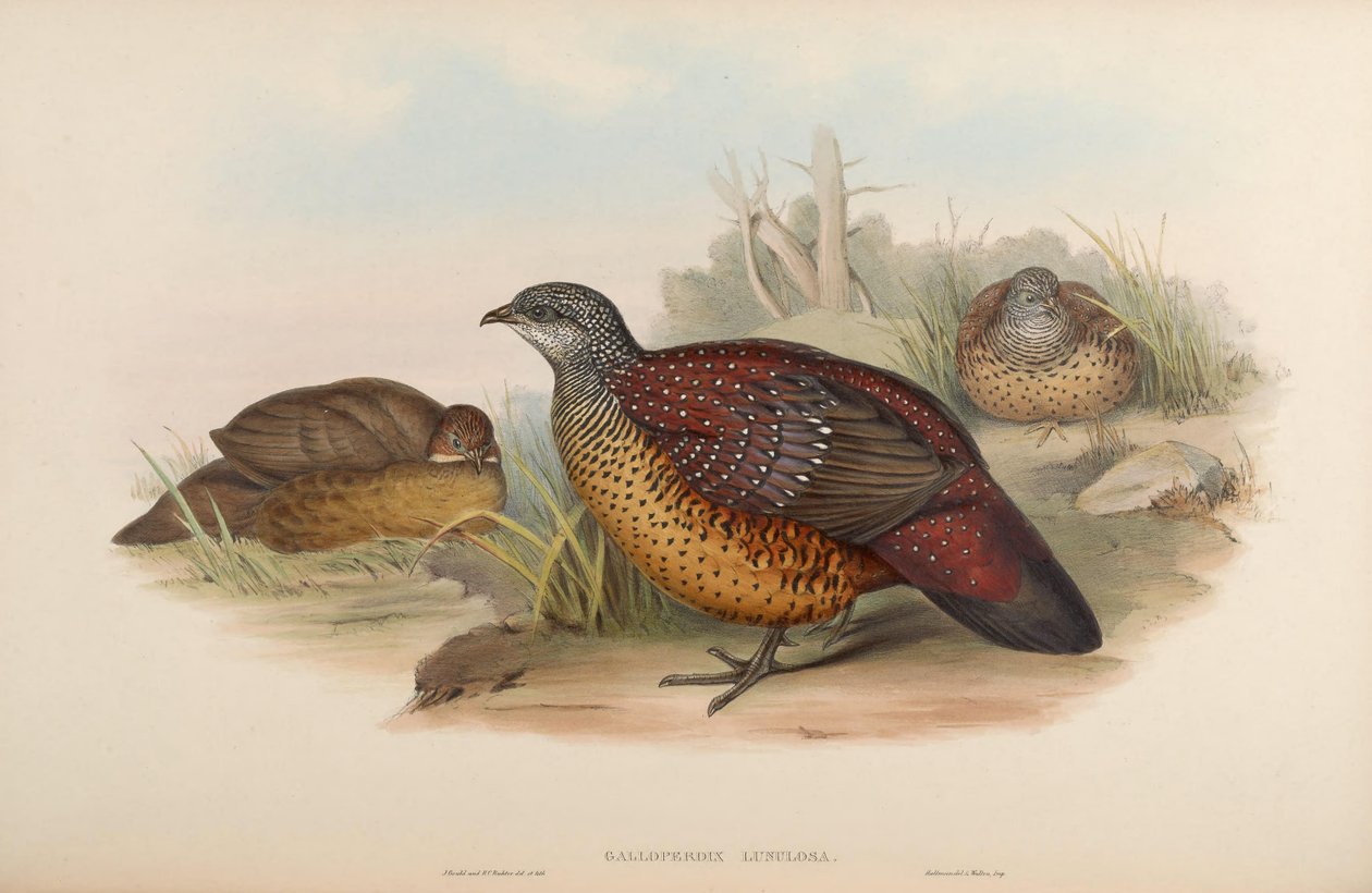 Galloperdix lunulata de John Gould
