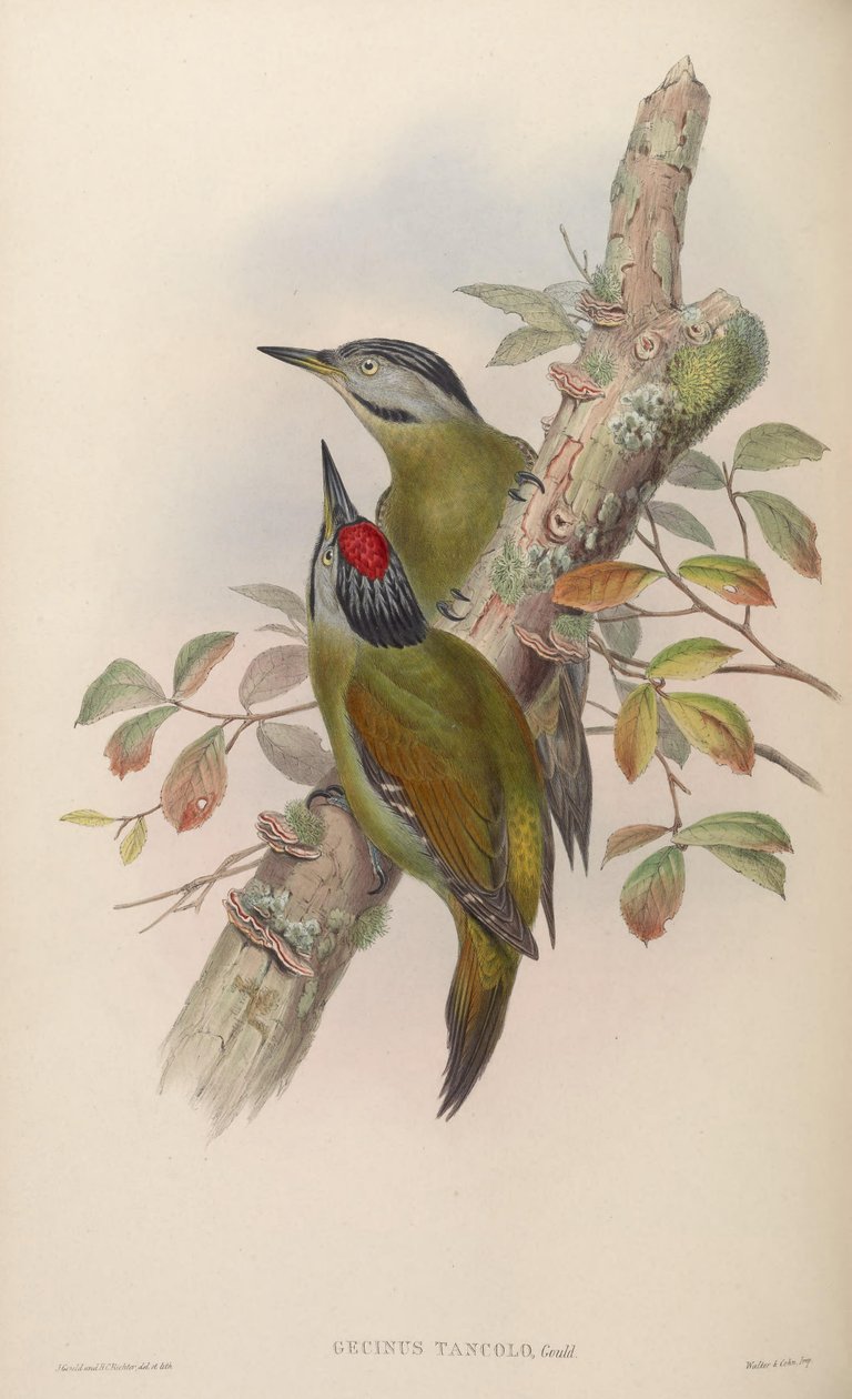 Gecinns Táncoló = envelhecimento Peak Táncoló de John Gould
