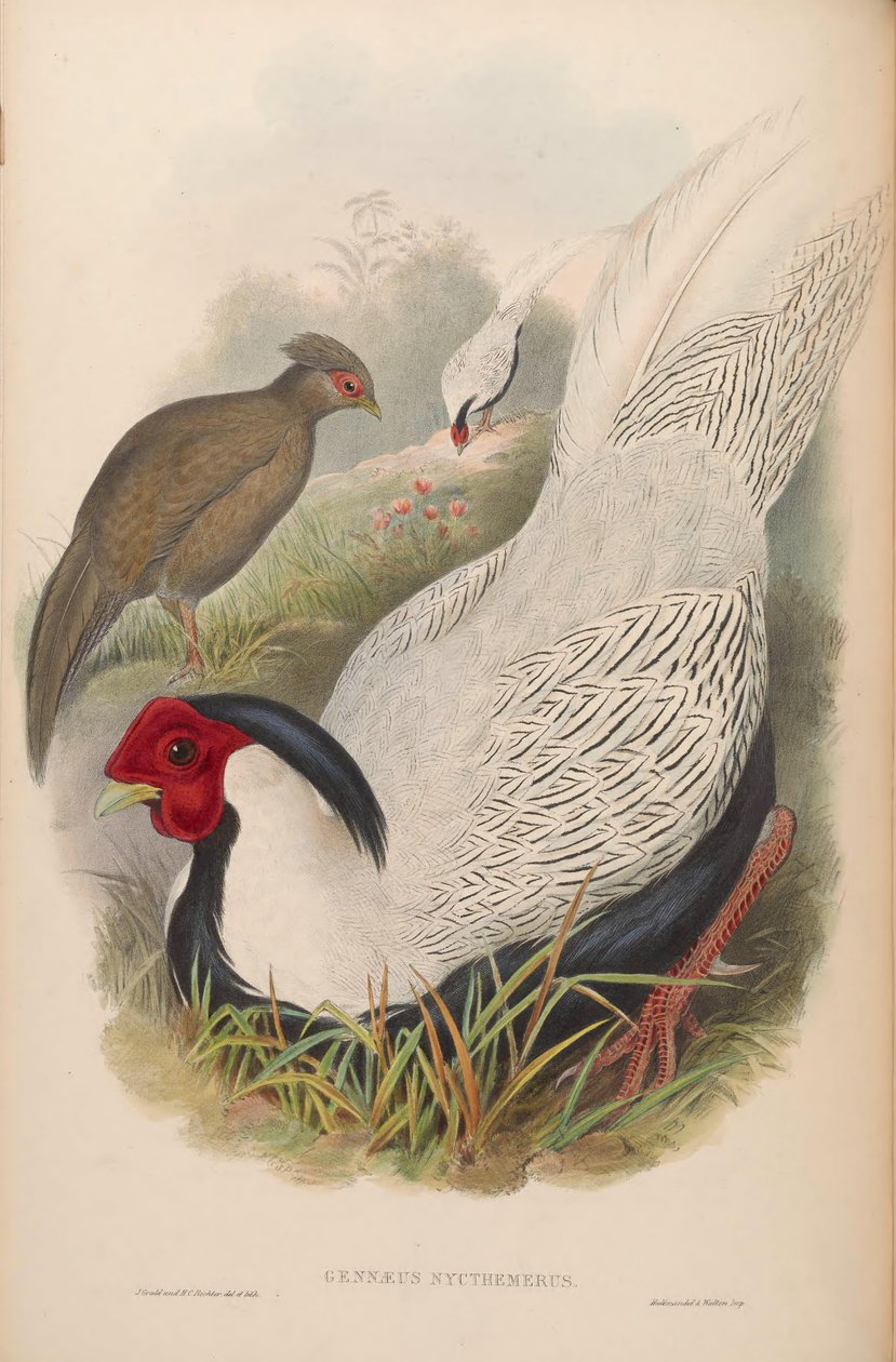Gennaeus nycthemerus = Lophura nycthemera de John Gould