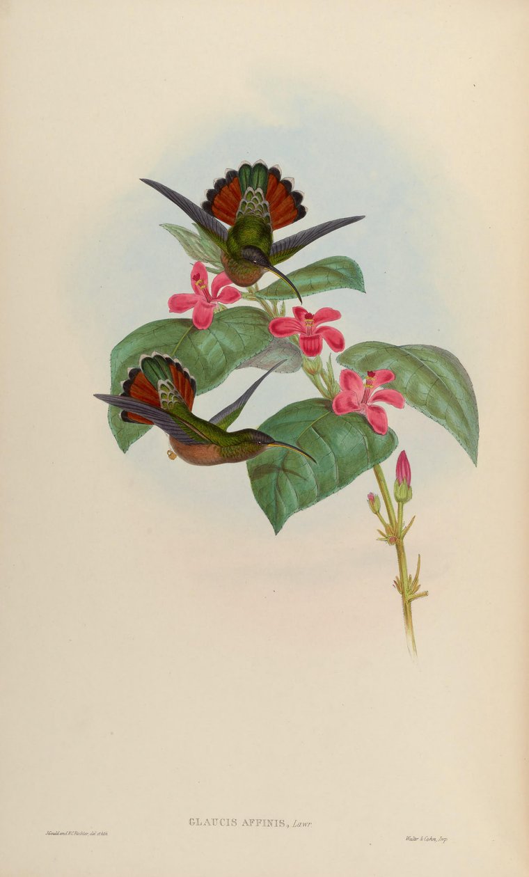 Glaucis affinis = Glaucis hirsutus hirsutus de John Gould