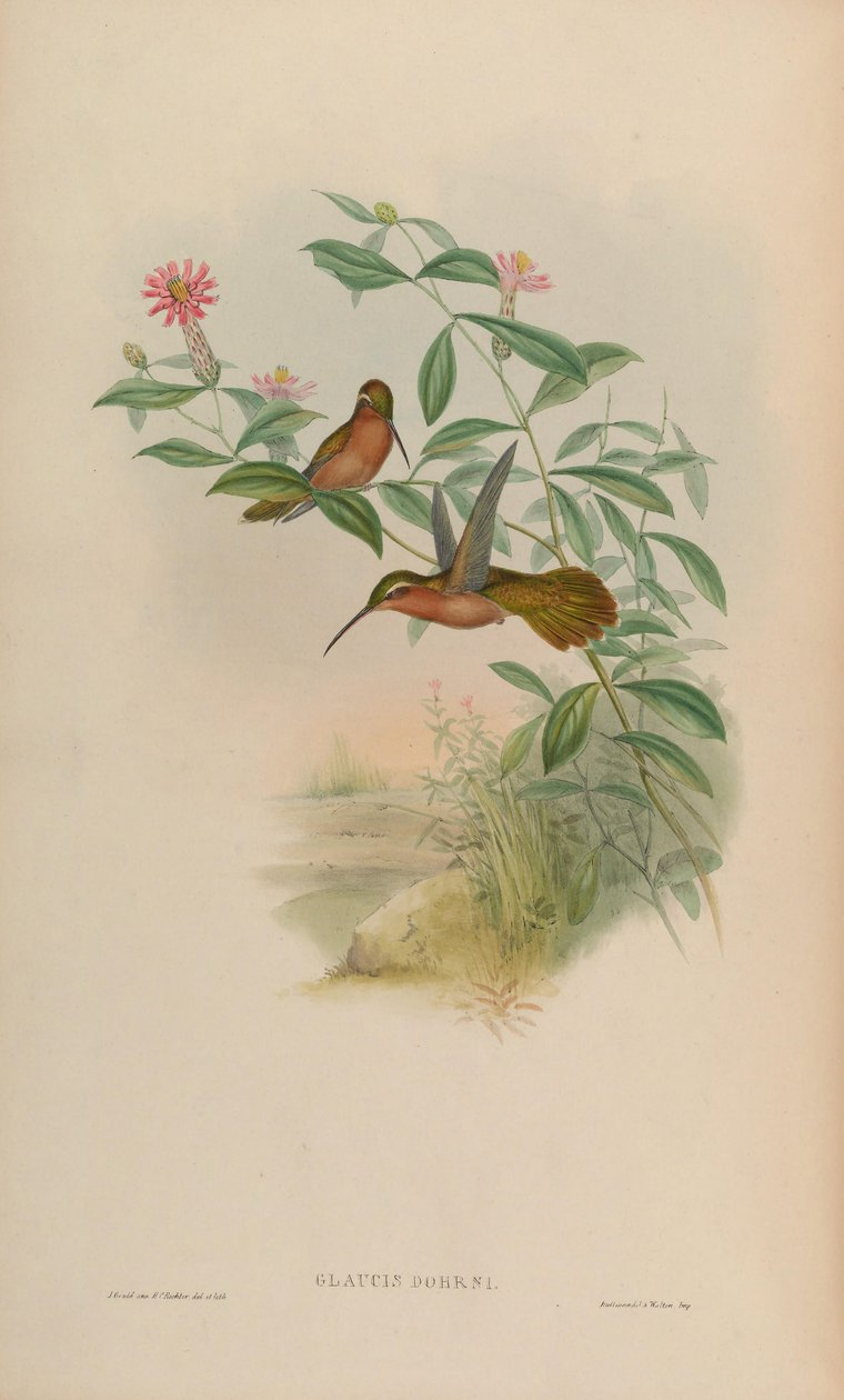 Glaucis dohrni = Glaucis dohrnii de John Gould