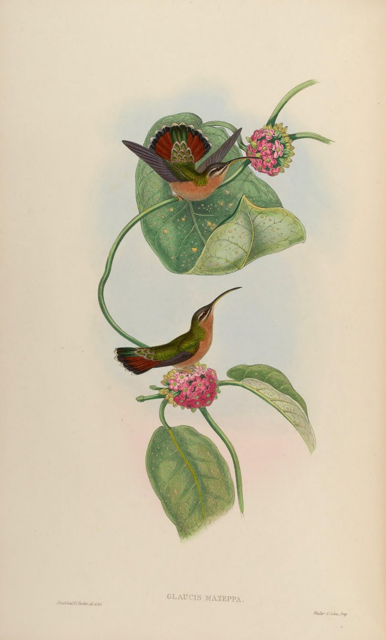 Glaucis mazeppa = Glaucis hirsutus hirsutus de John Gould