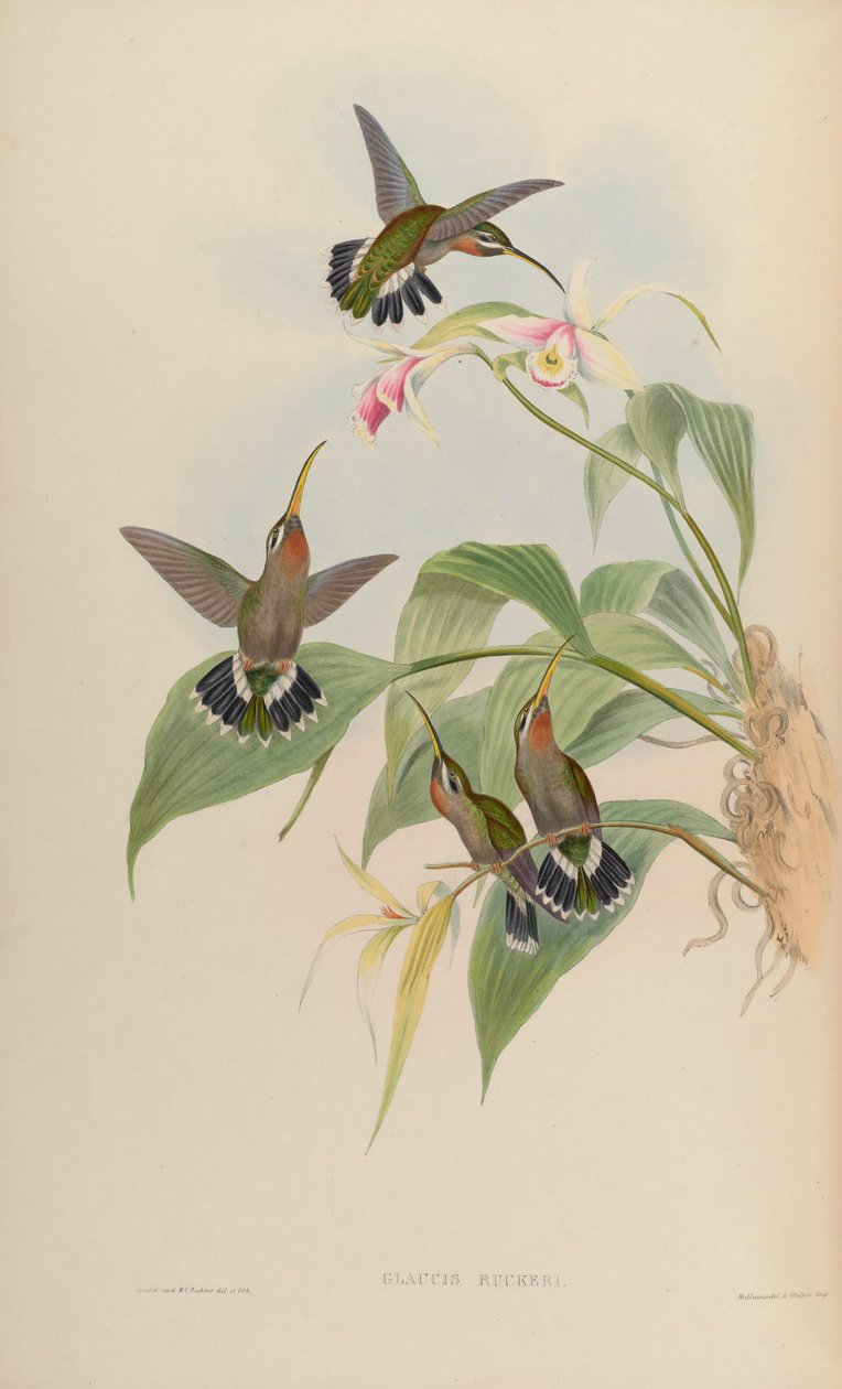 Verde = ruckeri ventoso Threnetes ruckeri de John Gould