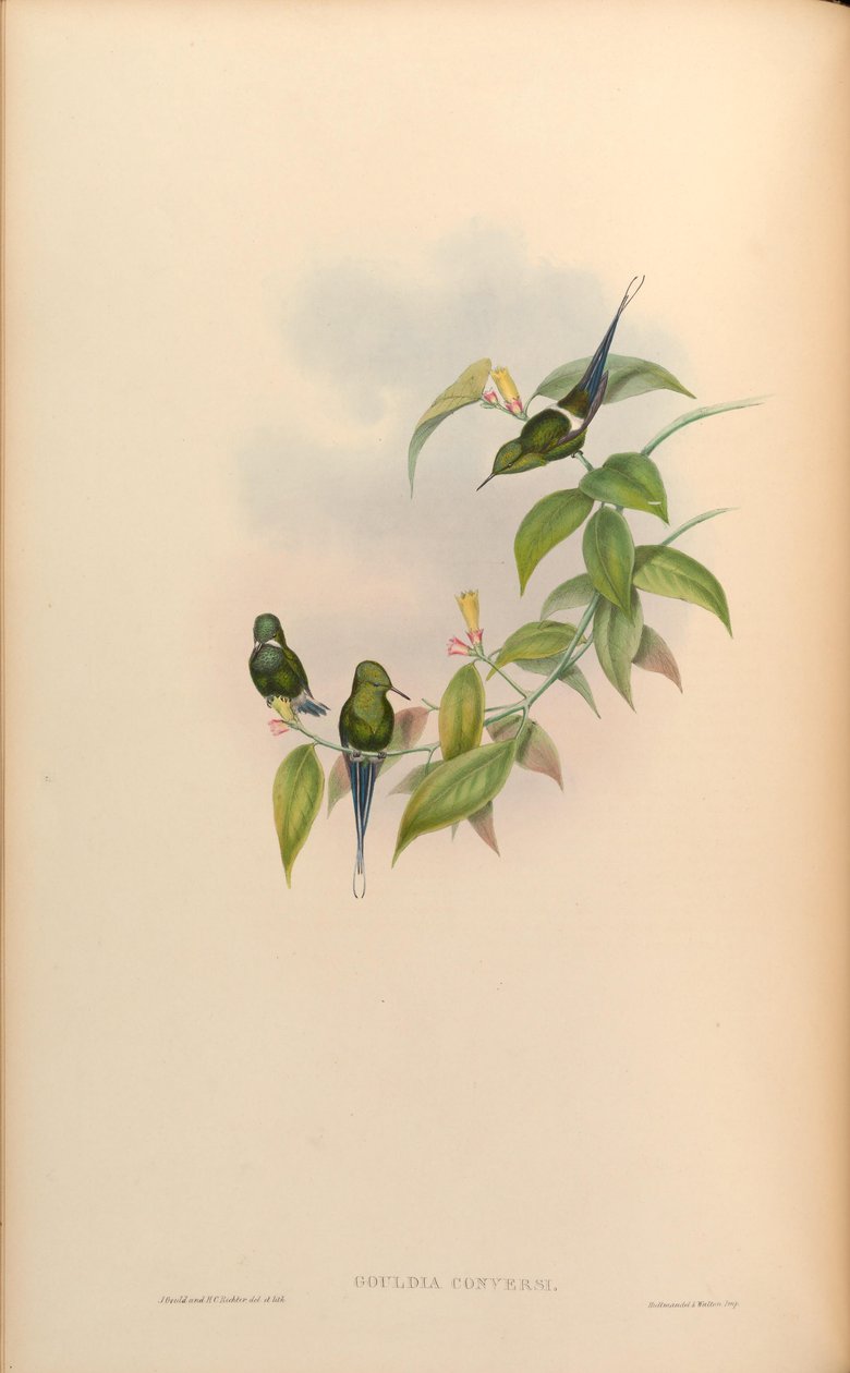 Gouldia conversi = discutir conversões de John Gould