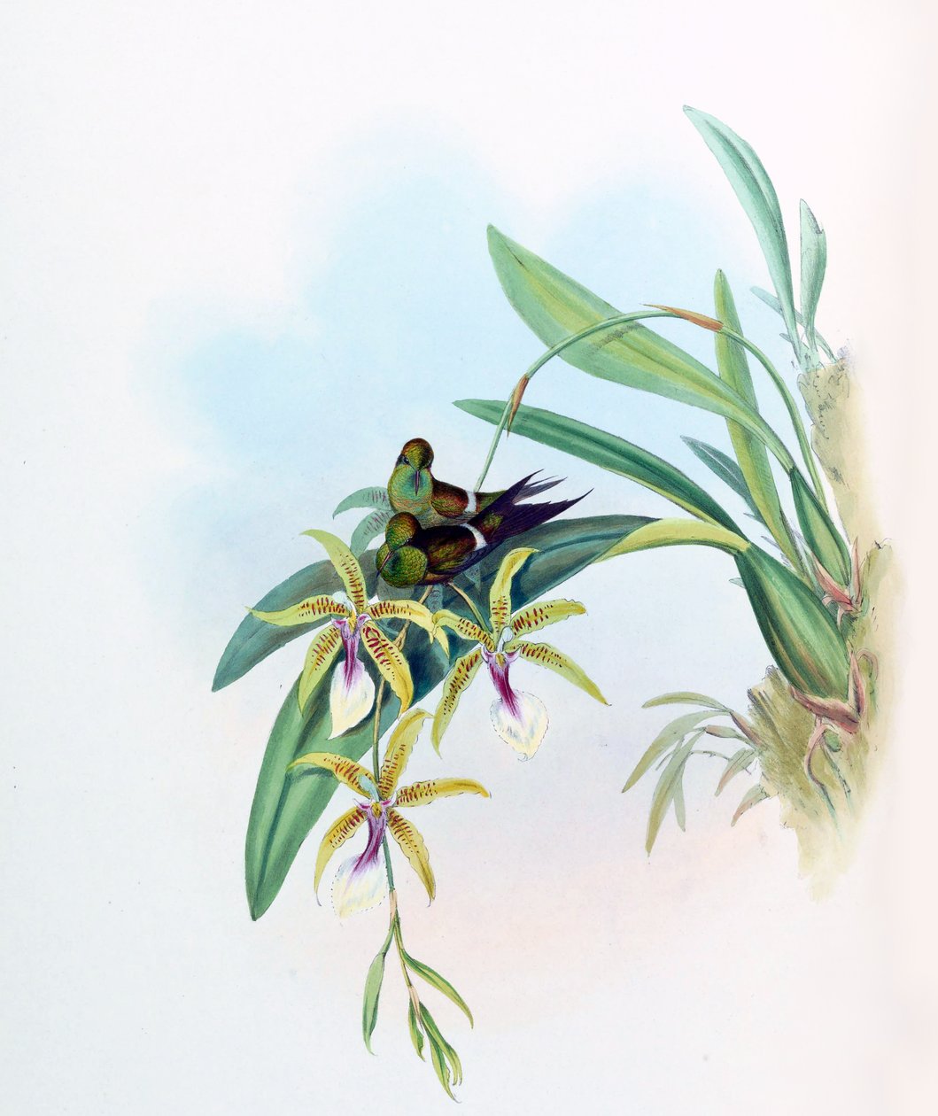 Gouldia = discosura alegria, alegria vem com plantas gigante hastilabium de John Gould