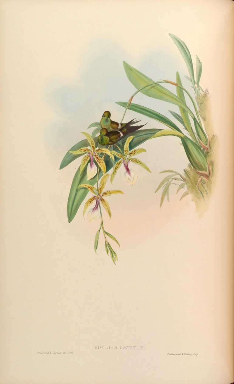 Gouldia = discosura alegria, alegria vem com plantas gigante hastilabium de John Gould