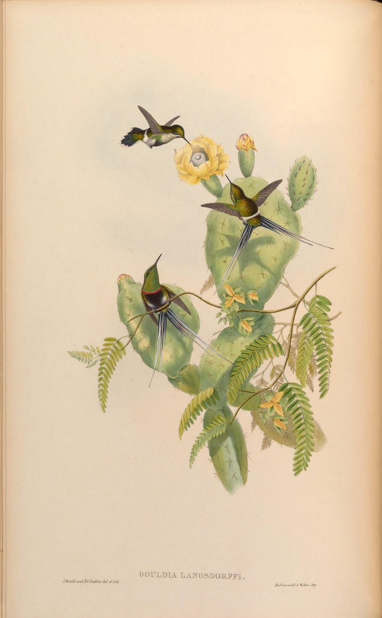 Gouldia langsdorffi = Discosura langsdorffi langsdorffi de John Gould