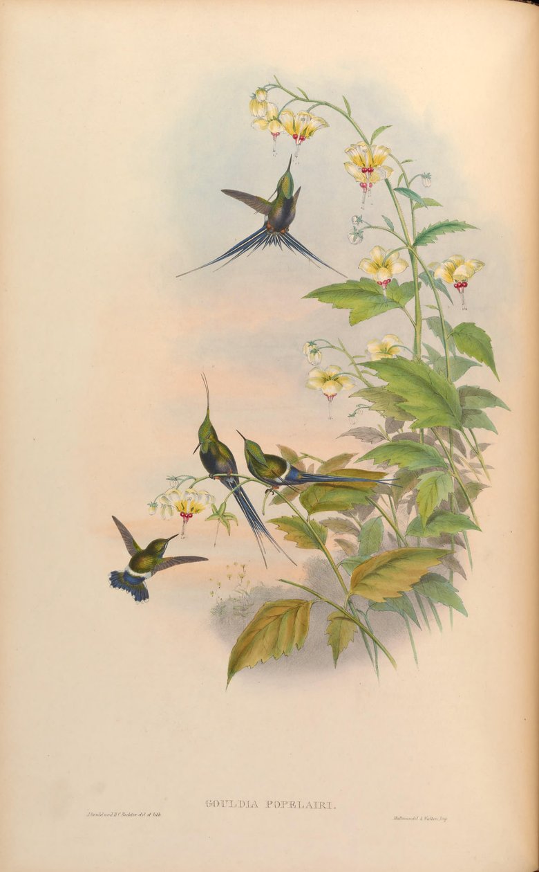 Aspiração de Gouldia = Discuta a aspiração [2] de John Gould