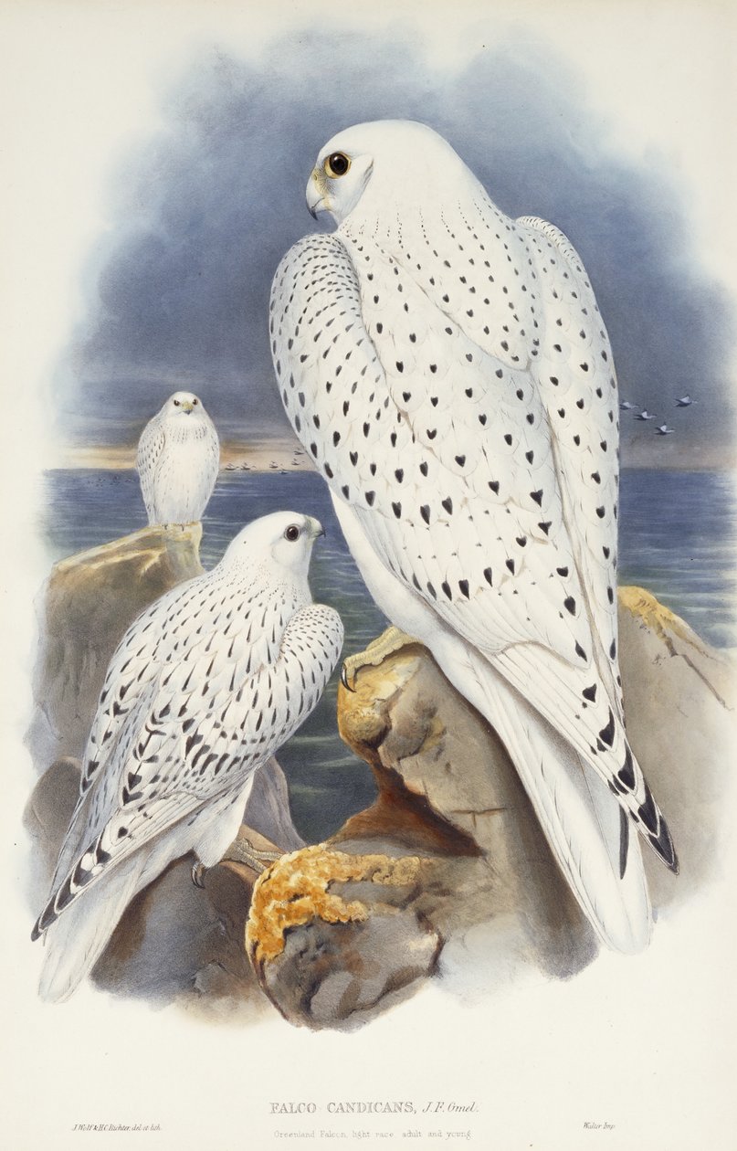 Falcão da Gronelândia, 1862-1873 de John Gould
