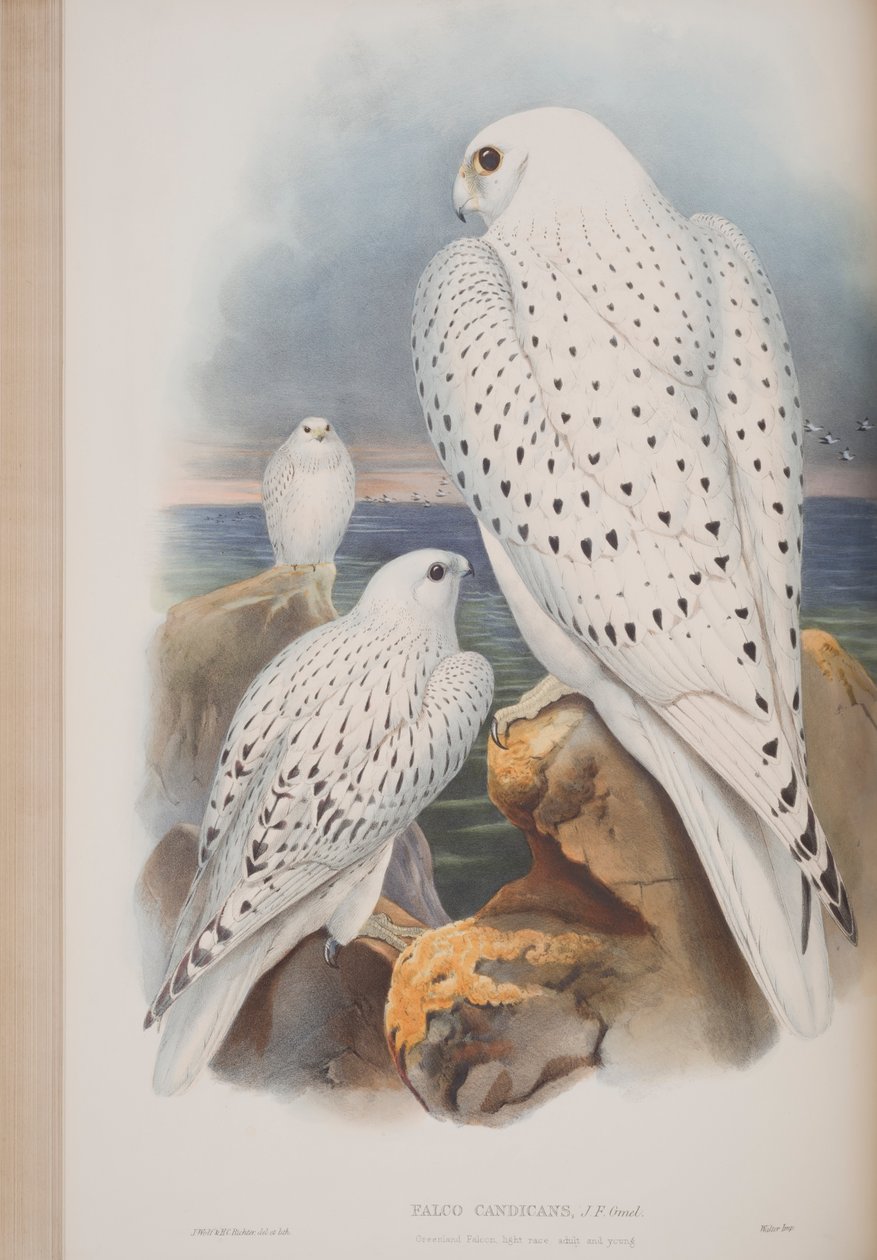 Greenland Falcon, prato de The Birds of Great Britain, de John Gould, publicado em 1862-73 (litografia colorida à mão) de John Gould