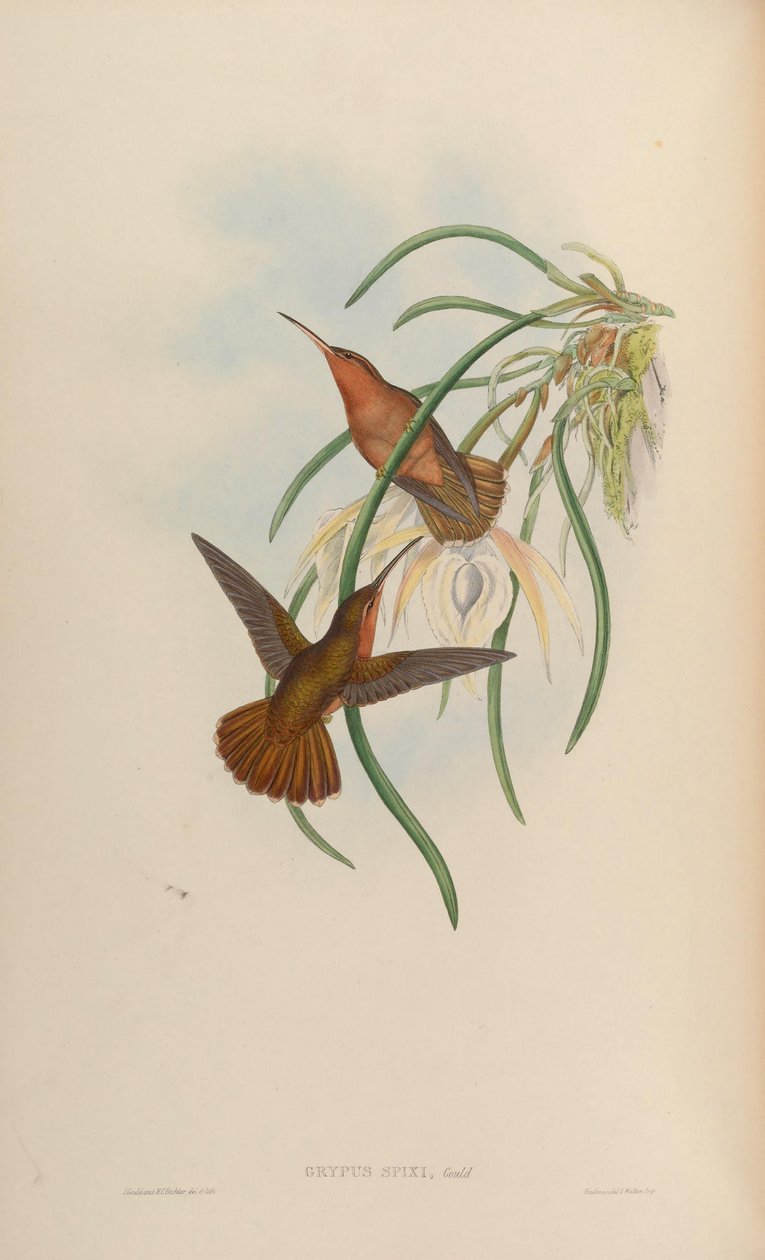 Grypus spixi de John Gould