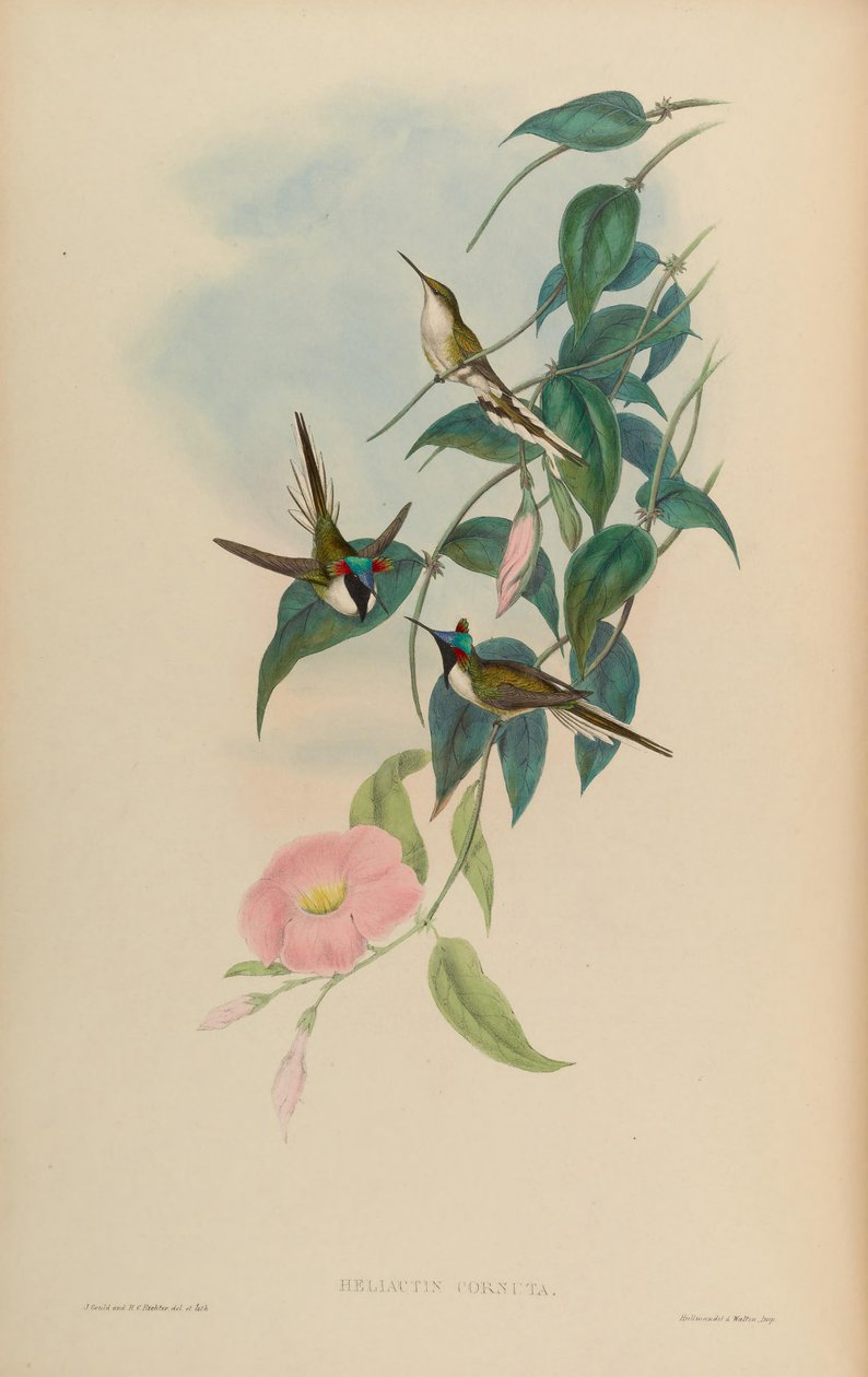 Heliactin cornuta = Heliactin bilophus de John Gould