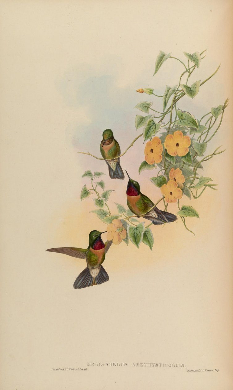 Heliangelus amethysticollis de John Gould
