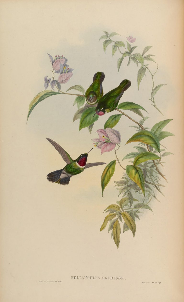 Heliangelus brilhante = Heliangelus amethysticollis Clarisse de John Gould