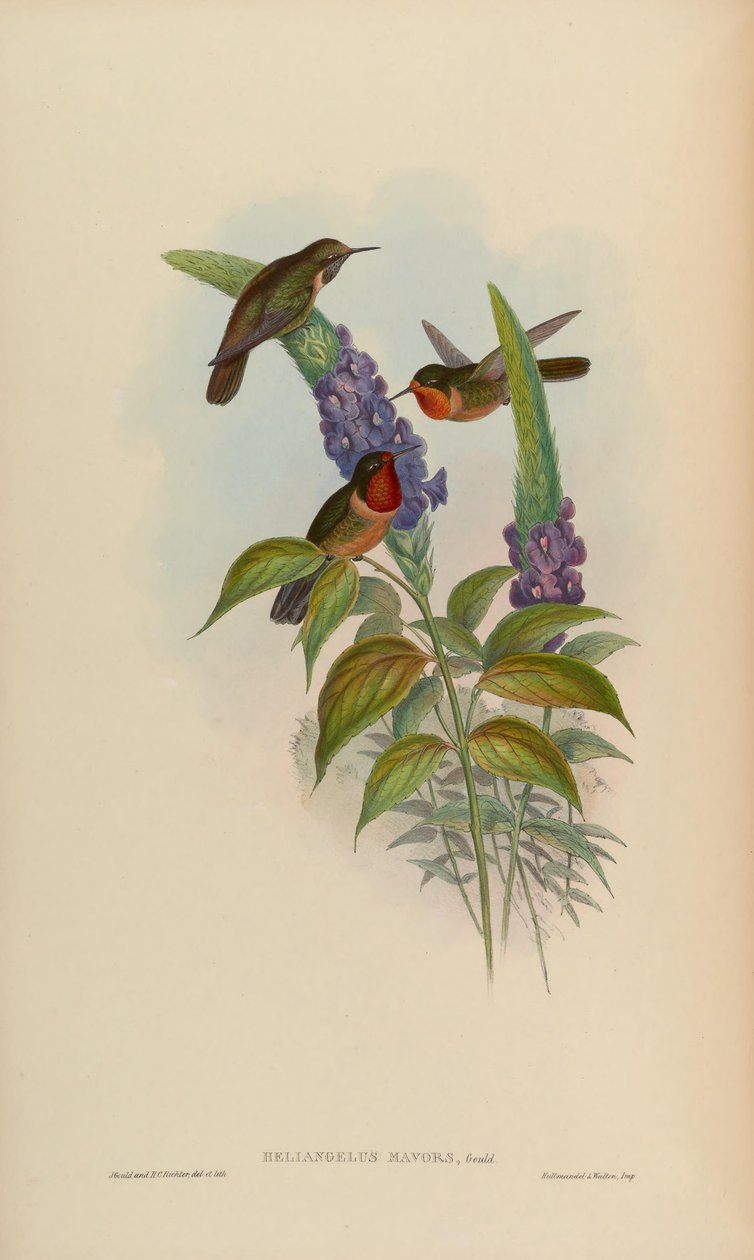 mavors Heliangelus de John Gould