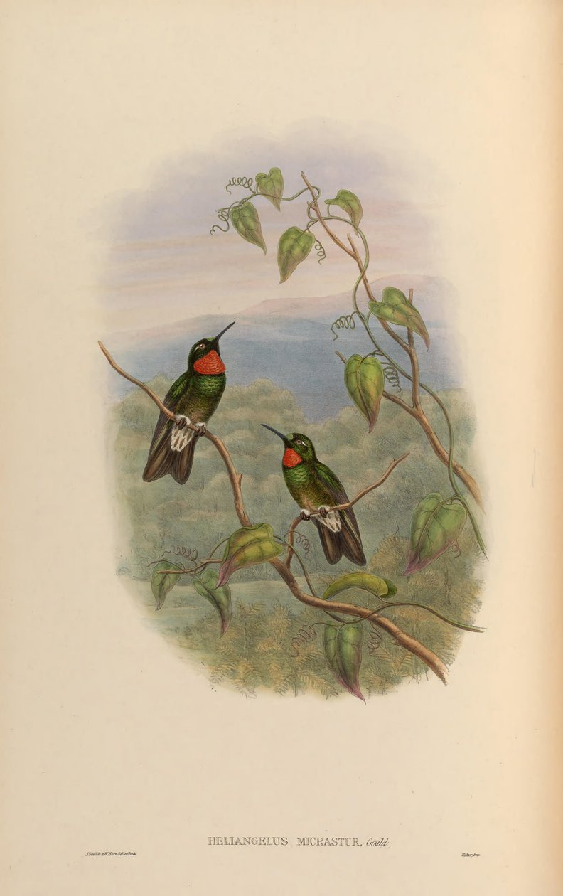 Heliangelus micrastur = Micraster Heliangelus de John Gould
