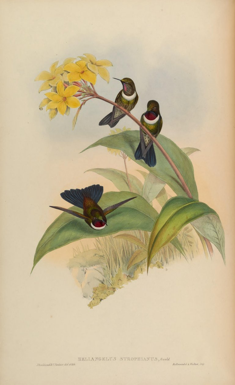 Heliangelus strophianus de John Gould