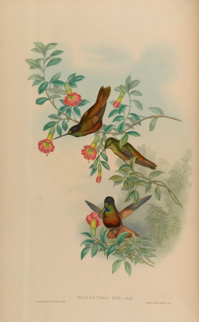 Helianthea Coeligena bonapartei a eles = (, o COI 3,2) de John Gould