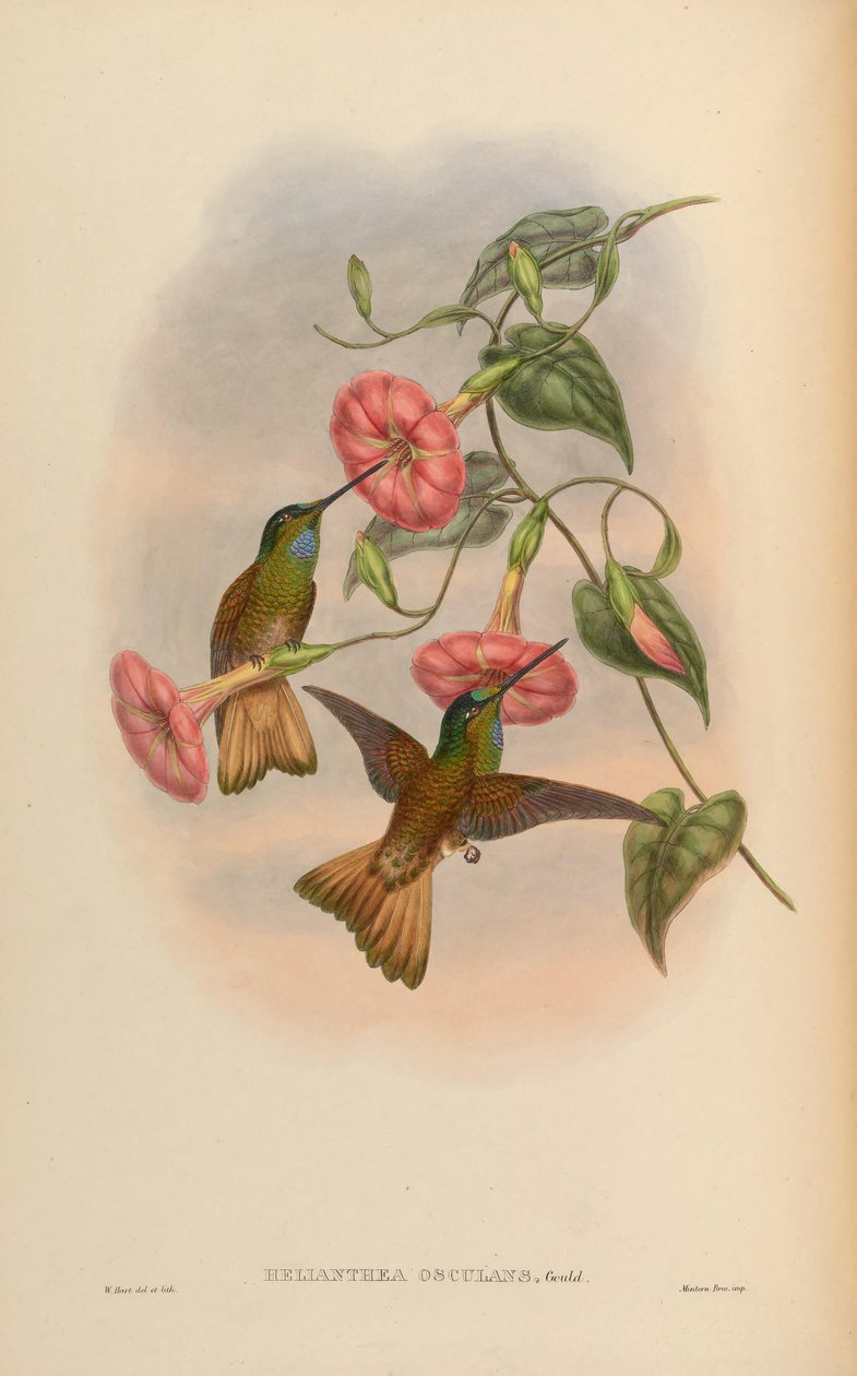 Helianthea kiss kiss = Coeligena violifer de John Gould