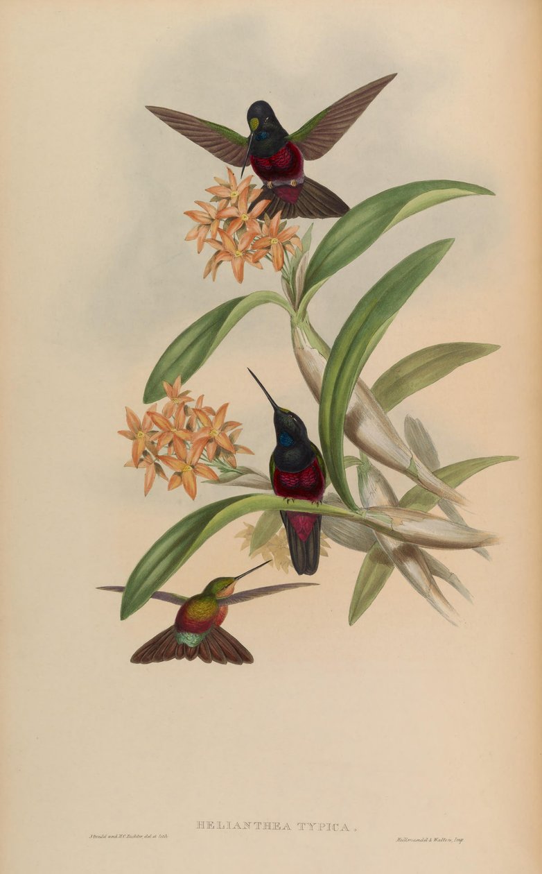 Helianthea typica = Helianthea de Coeligena de John Gould