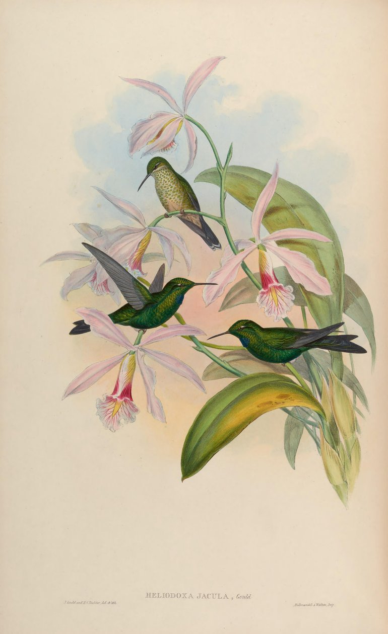 Heliodoxa tiro de John Gould