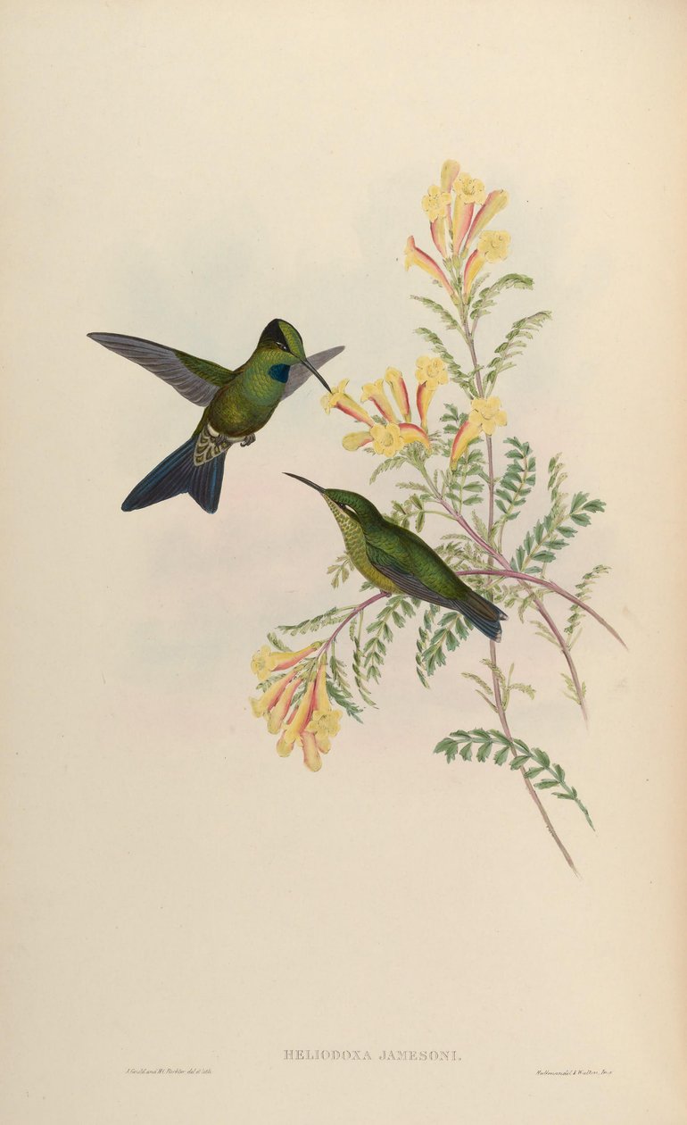 Heliodoxa jamesoni = Heliodoxa jamesoni tiro de John Gould