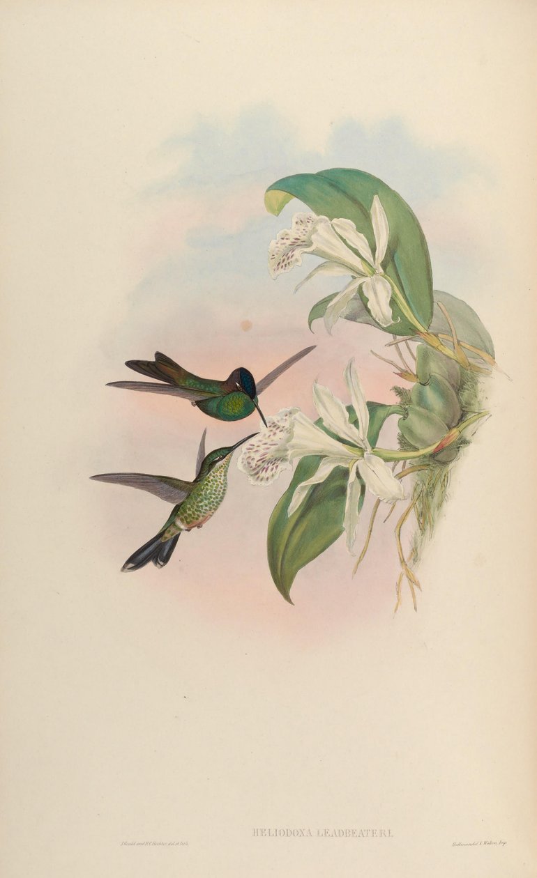 Heliodoxa leadbeateri de John Gould