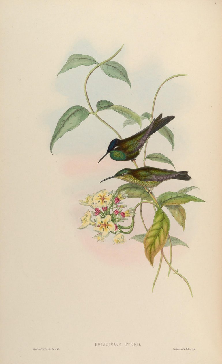 Heliodoxa otero = Heliodoxa leadbeateri de John Gould