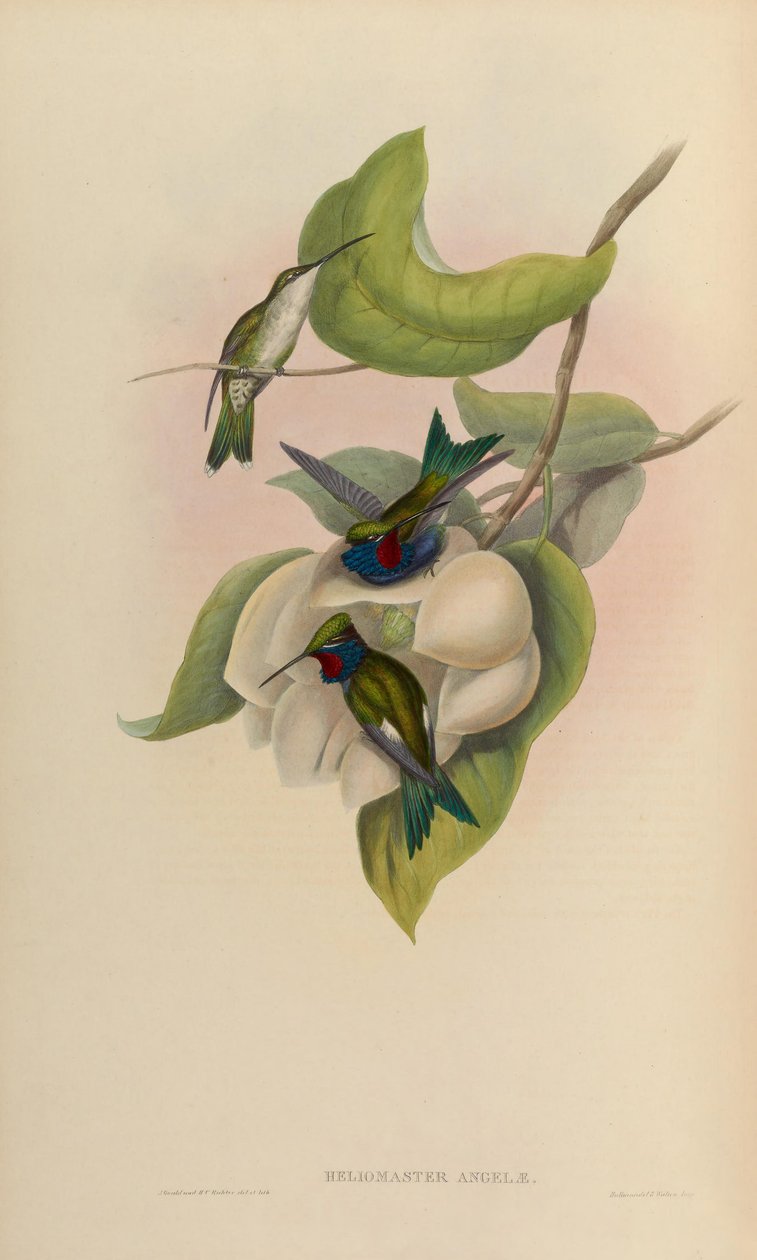 Heliomaster angelae = Heliomaster furcifer de John Gould