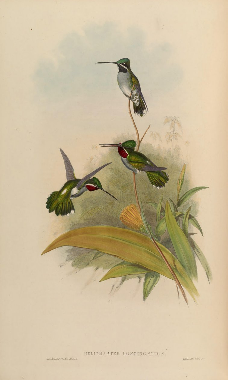 Heliomaster longirostris de John Gould