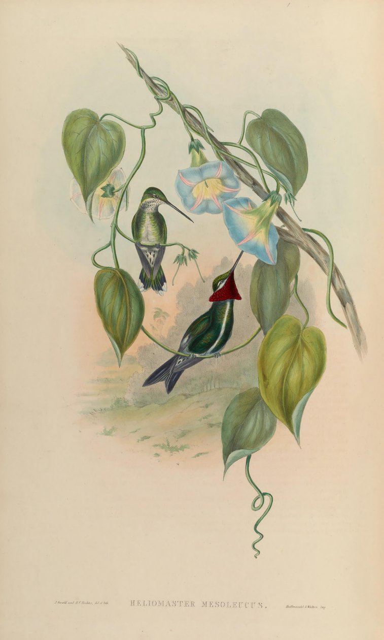 Heliomaster mesoleucus = Heliomaster squamosus de John Gould