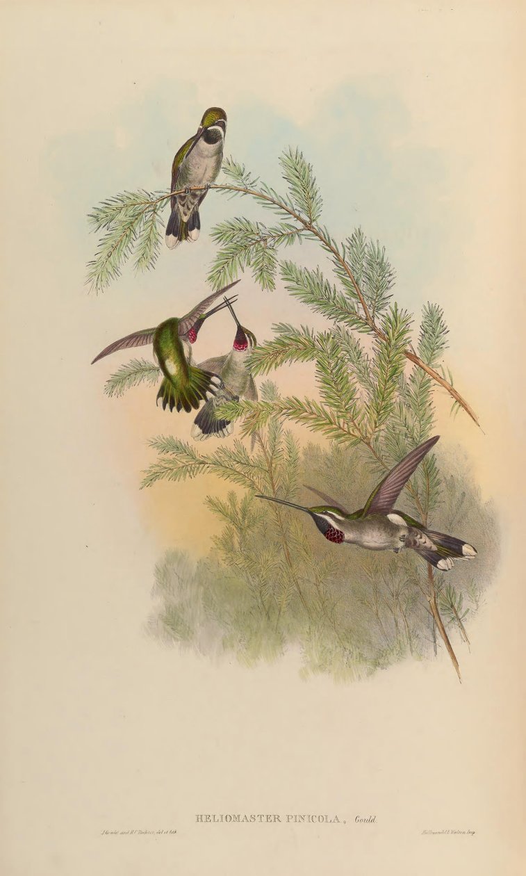 Heliomaster pinioola = Heliomaster constantii de John Gould