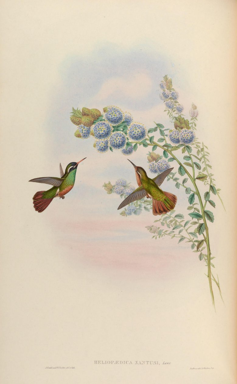 Heliopaedica xantusi = Basilinna xantusii de John Gould