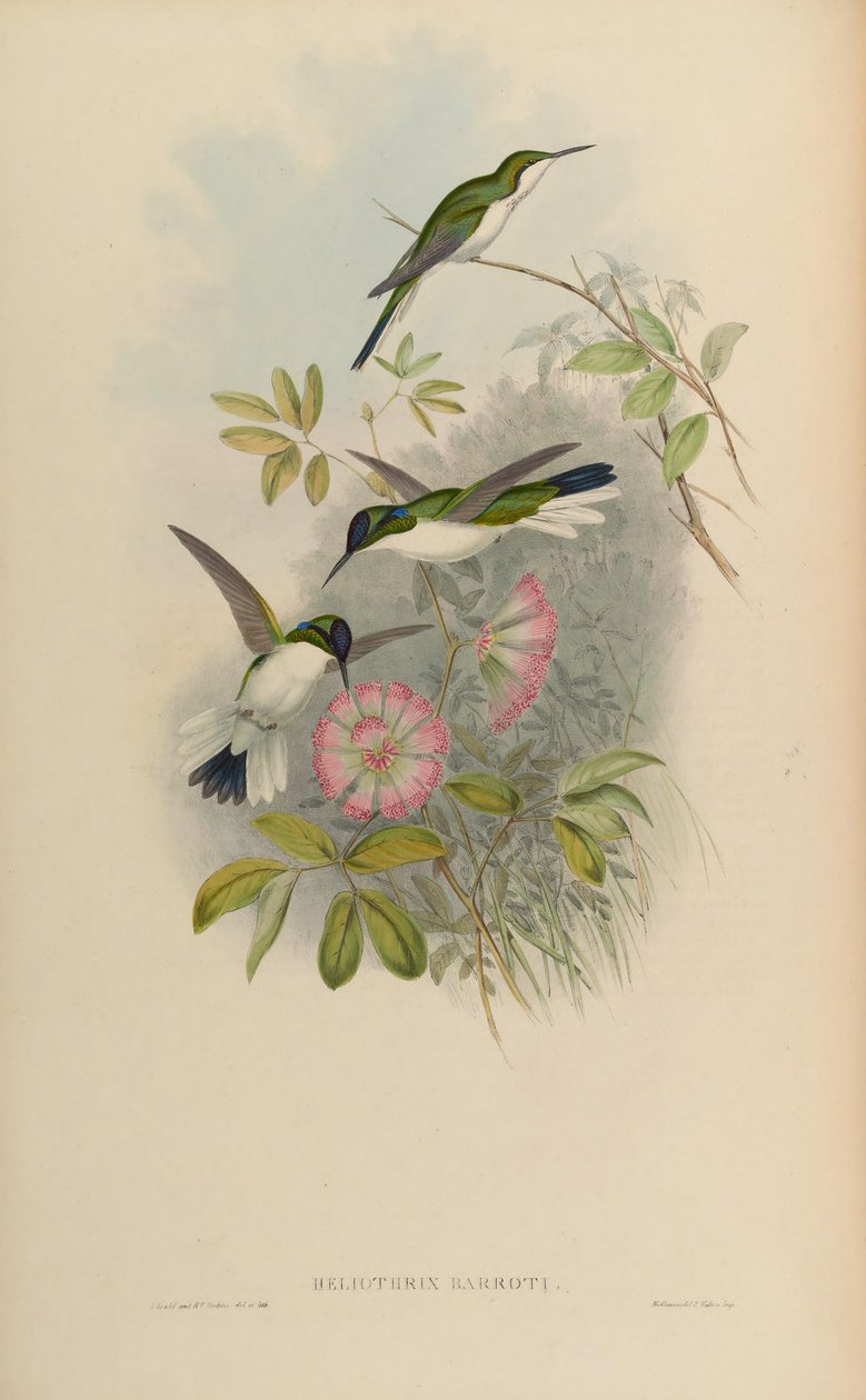 Heliotricx barroti de John Gould