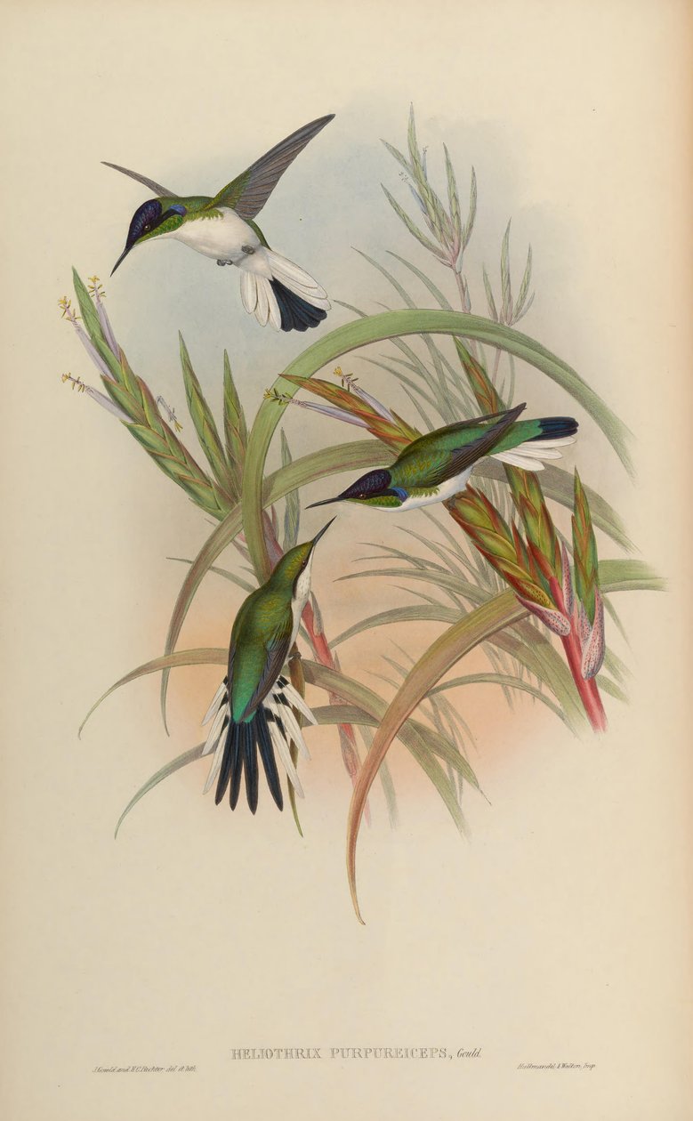 Heliothryx purpureiceps = Heliothryx barroti purpureiceps de John Gould