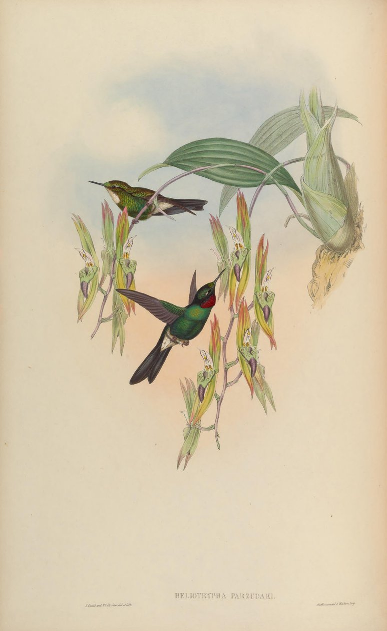 Heliotrypha parzudaki = Heliangelus exortis de John Gould