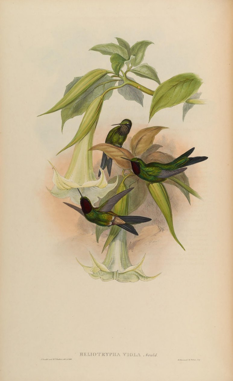 Heliotrypha viola = viola de Heliangelus de John Gould