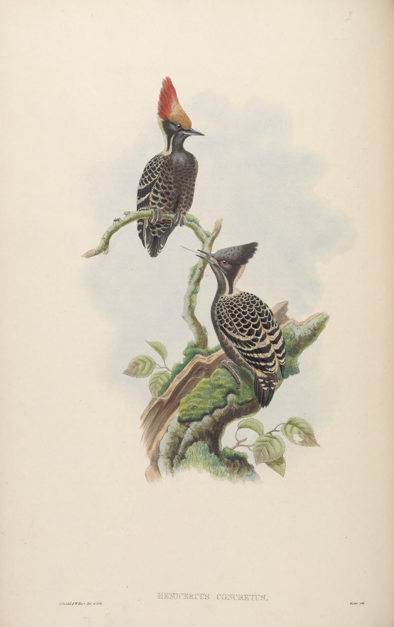 Hemicercns concreto = Hemicircus condensado [2] de John Gould