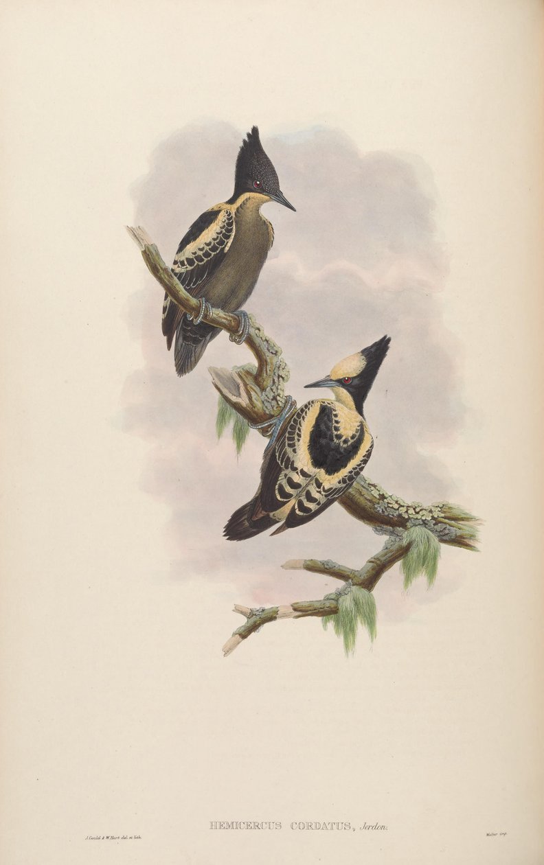 Hemicercns Recon = Hemicircus cantando [2] de John Gould