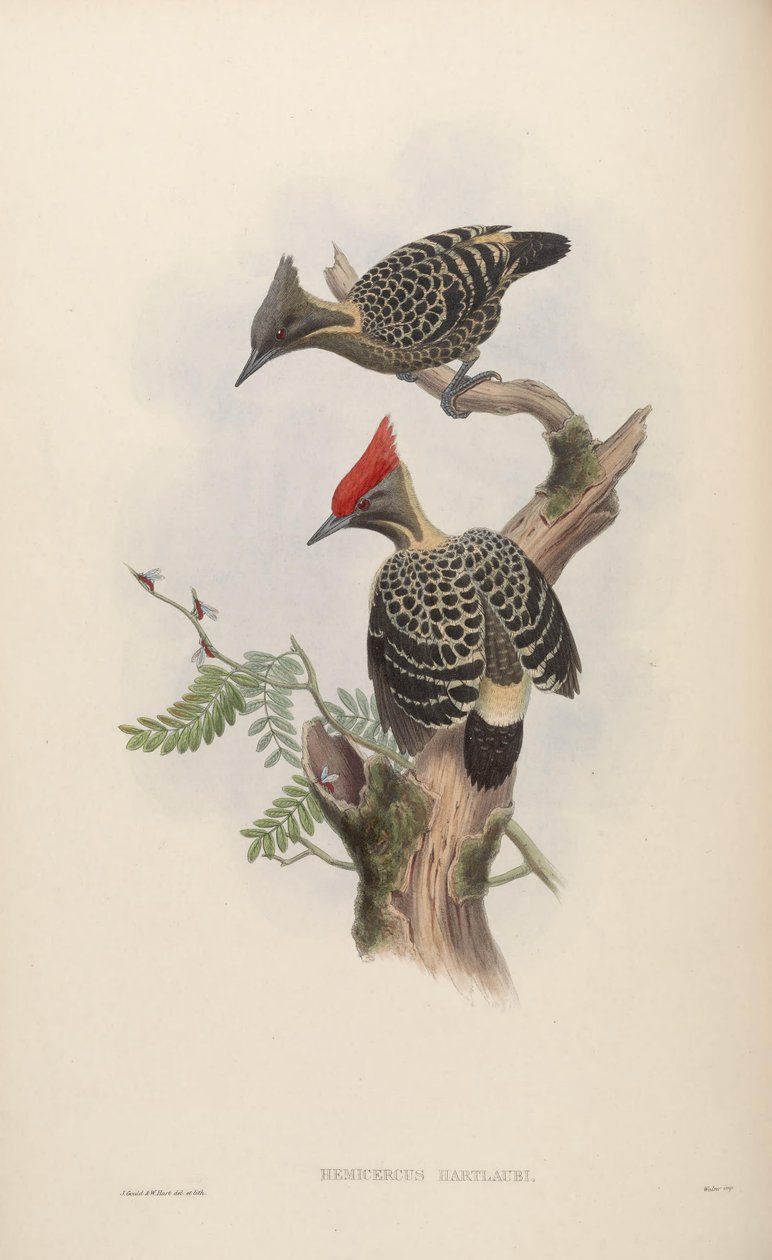 Hemicercns hartlaubi = Hemicircus concreto sujo [2] de John Gould